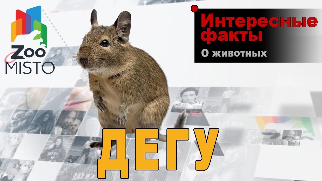 Дегу - Интересные факты о виде | Вид грызуна дегу - YouTube