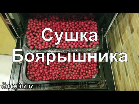 Сушка Боярышника. Хранение боярышника. Заготовки .Боярышник