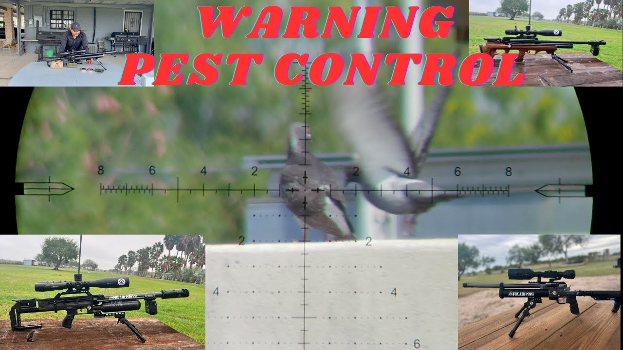 COMPILATION OF PEST CONTROL (WARNING) - YouTube