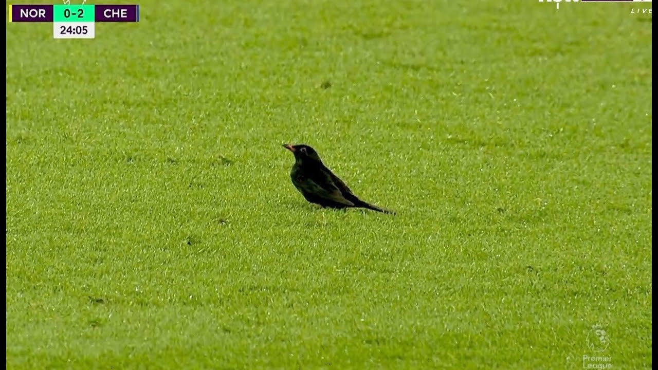 How Josh Sargent did in bird game