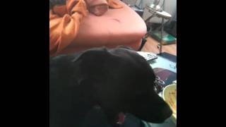 Doggy makes Crazy Noise