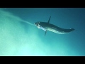 Underwater Video kingfish action