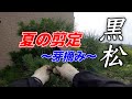 黒松をカッコ良く見せたいなら、必ずこの剪定は必要になります。夏の黒松剪定。詳しく教えます。