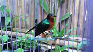 Tiếng chim xanh tím mồi   Thích hợp đi bẫy ! #BirdSongs