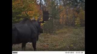 Adirondack Moose Flip Book