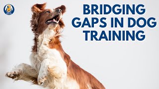 Bridging the Gap Between Blame and Kindness in Dog Training #20