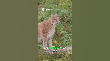 Lynx Paradox  Solitary Sociability Explained