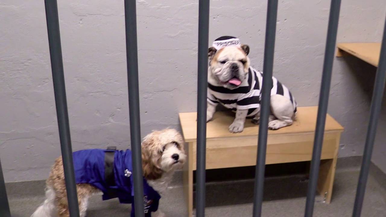 dogechain Cop Dog!