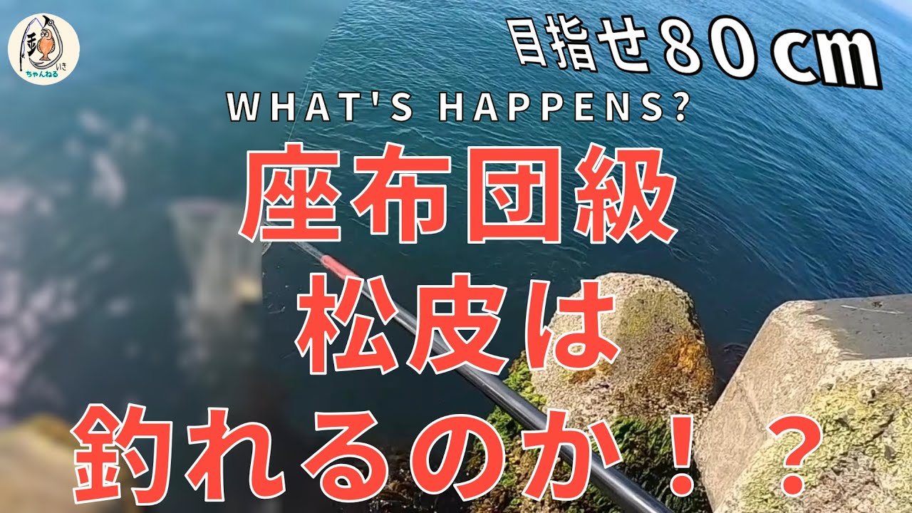 【北海道海釣り】【座布団カレイ】日高方面の一本防波堤から投げ釣り，ブッコミ釣りで狙う座布団松皮カレイ【王鰈】