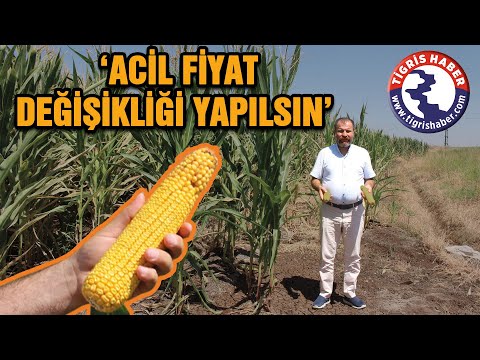 Açıklanan Mısır fiyatları çiftçiyi isyan noktasına getirdi - Tigris Haber