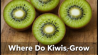 The Ultimate Kiwi Guide: Origin, Top Producers & Smart Buying Hacks | Global Kiwi Journey 🌎