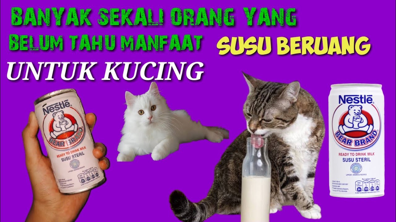 Manfaat Susu Beruang Untuk Kucing  Manfaat Susu Beruang Untuk Kucing