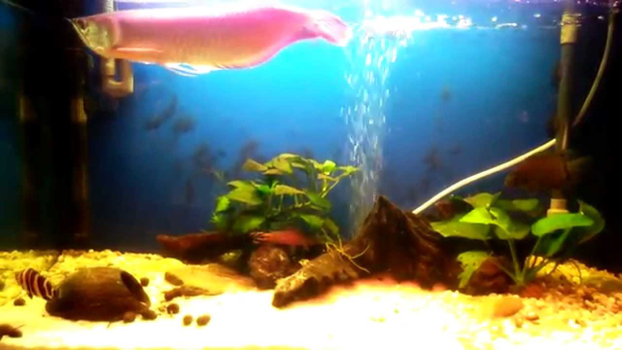 Silver Arowana Monster Fish Keepers Radom