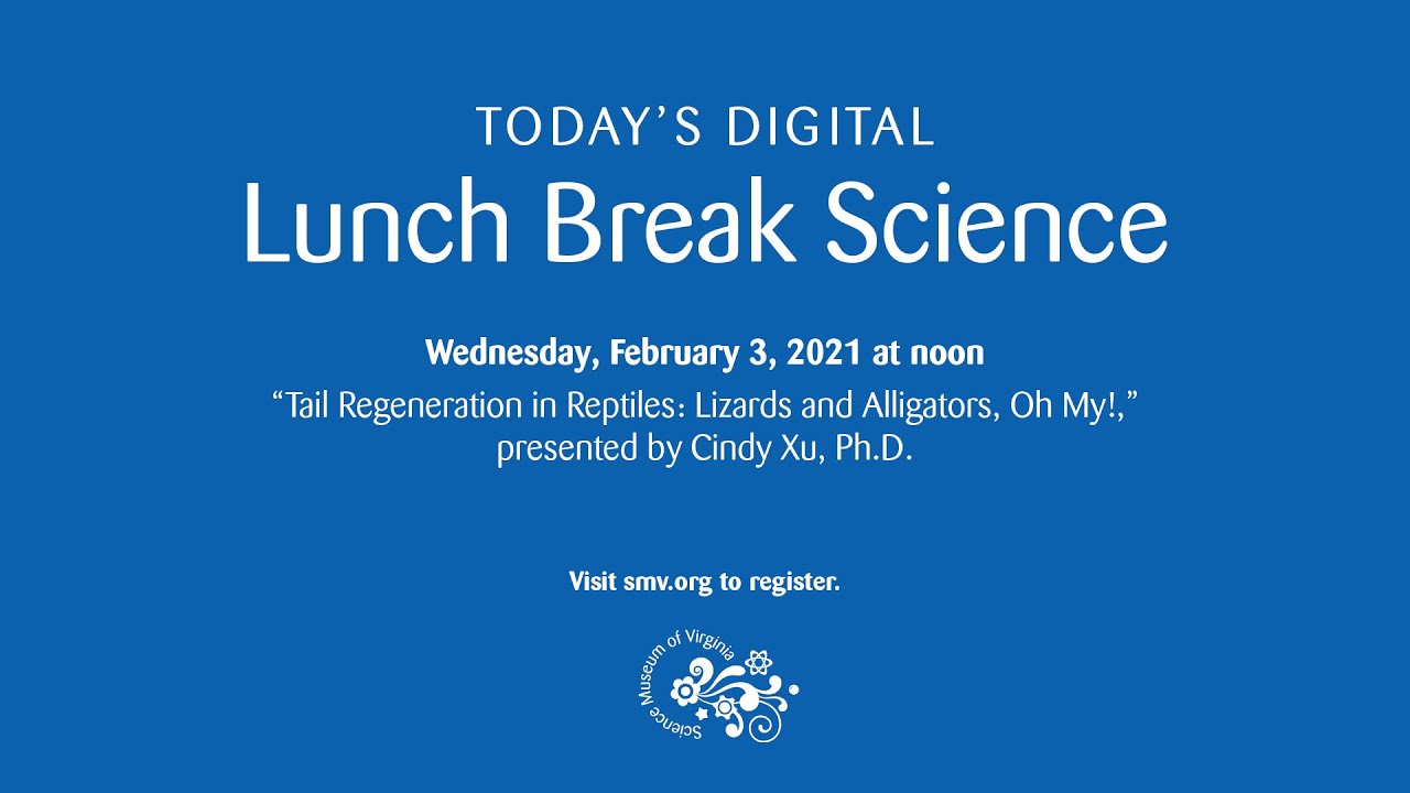 Lunch Break Science: Tail Regeneration in Reptiles