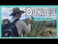 🥇 OAXACA Guía Definitiva➤ ¿QUÉ HACER?¿QUÉ COMER?¿CUÁNTO CUESTA? y más