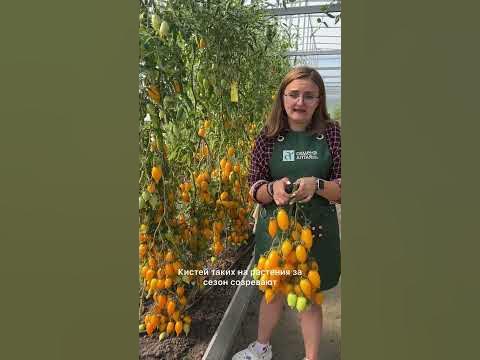 Невероятный, урожайный томат Цыпочка - YouTube