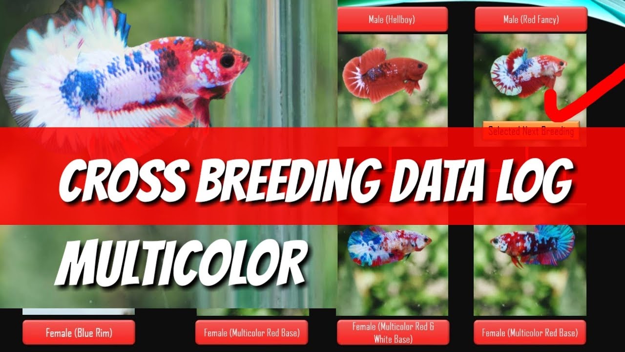 Betta Genetics Chart