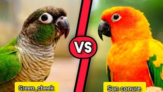 Sun Conure parrot vs Green-Cheek Conure | Which Parrot Is Right for Your Lifestyle?