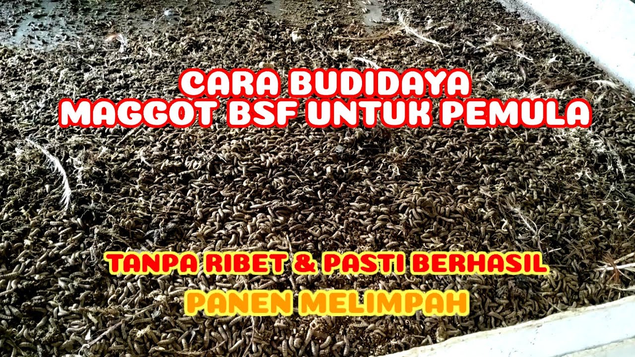 CARA TERNAK MAGGOT PEMULA || BUDIDAYA MAGGOT BSF 