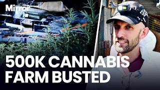 One of the UK’s LARGEST CANNABIS farms STORMED by police where criminals grew £500K worth of drugs
