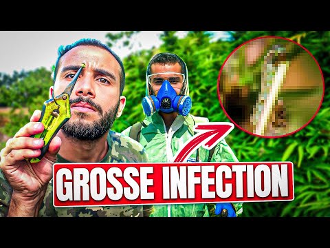 LES PROBLÈMES ARRIVENT EN PLEINE FLORAISON DU CBD ! feat Les Chenilles - EP #18