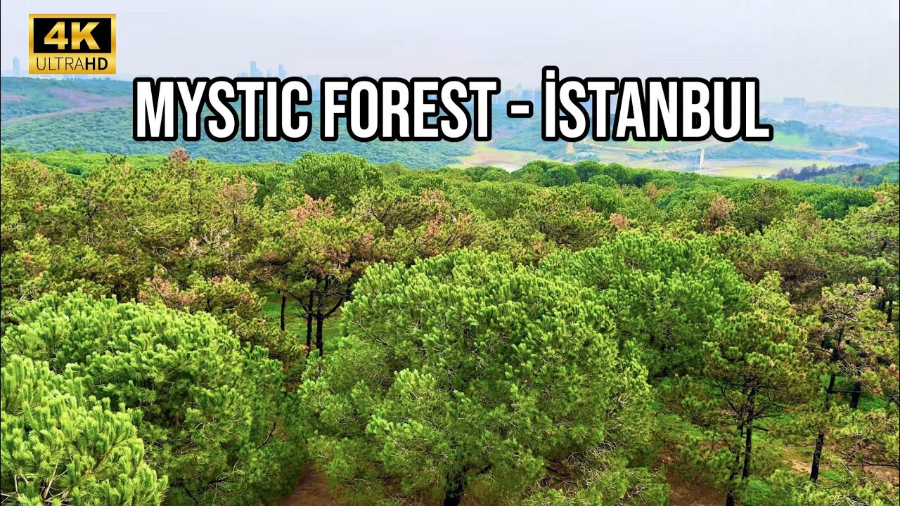Mystic Forest in Istanbul 🇹🇷 4K | Peaceful Nature Escape