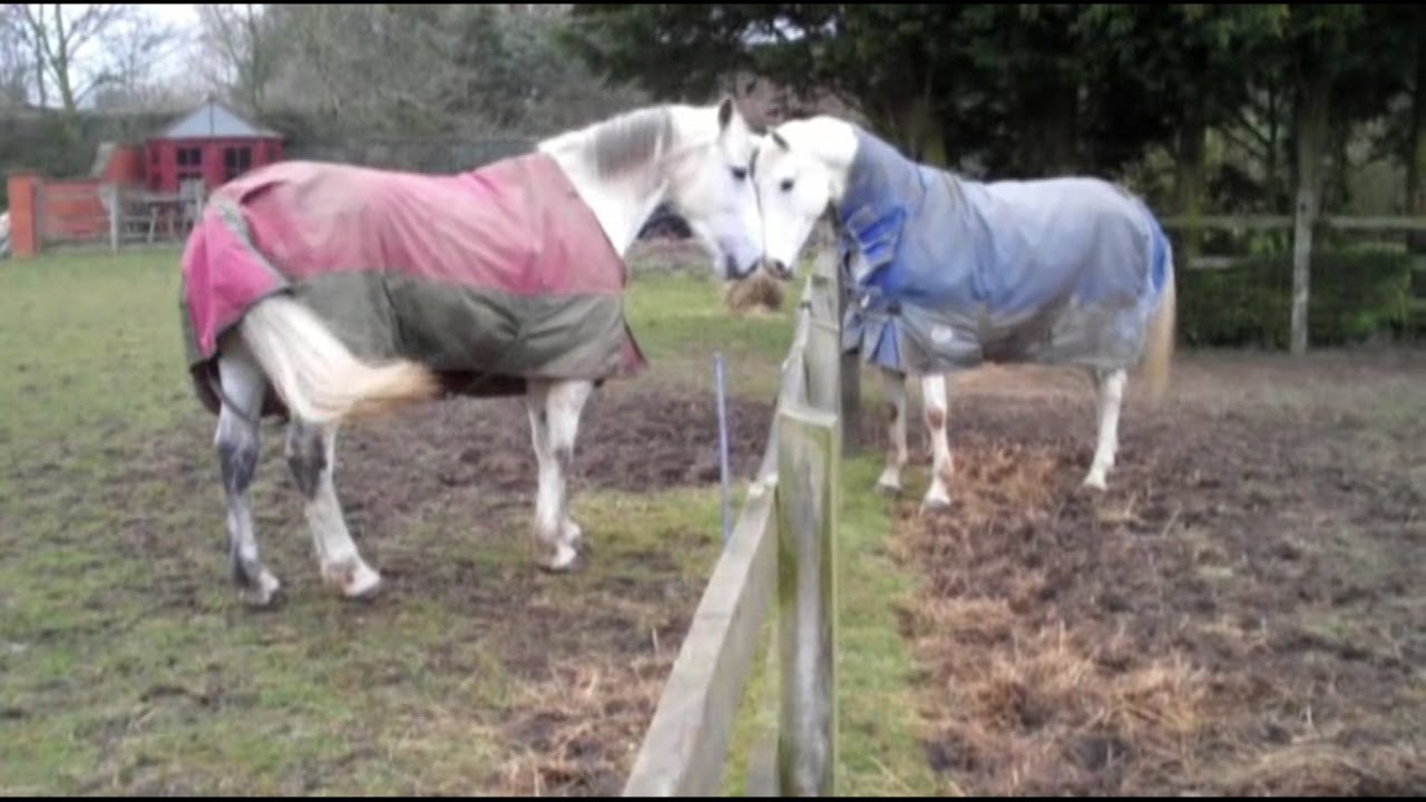 Introducing a new horse to the herd Part 1 YouTube