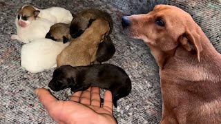 We went to check on the Mom dog that was hiding her puppies which we saved from a pit