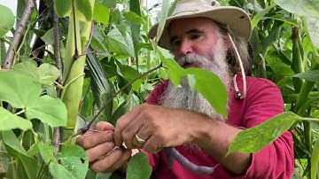 The Three Sisters (beans, corn and squash) and Harvesting Beans