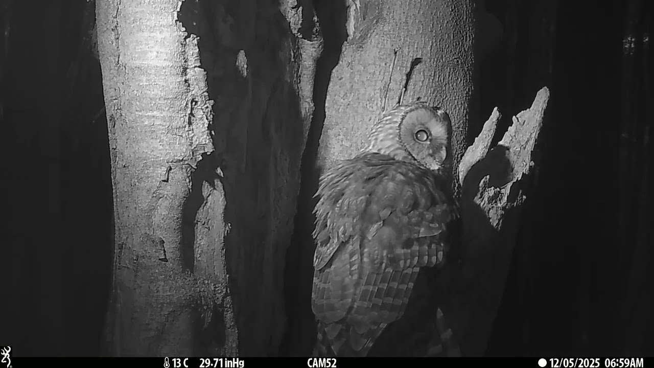2025-12-05 Owl フクロウ 巣穴 広島県 呉市 広 - YouTube