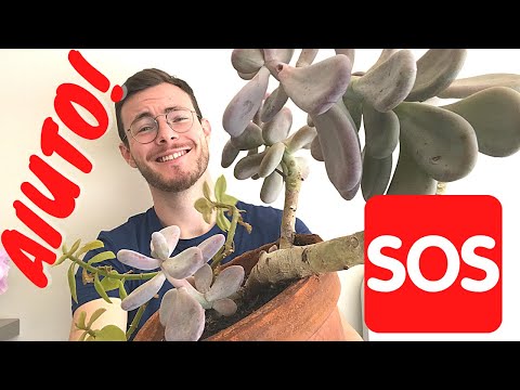 Video: Pachyphytum (Pachyphytum) - Una Succulenta Interessante Per Locali Soleggiati, Tipi E Caratteristiche Di Coltivazione
