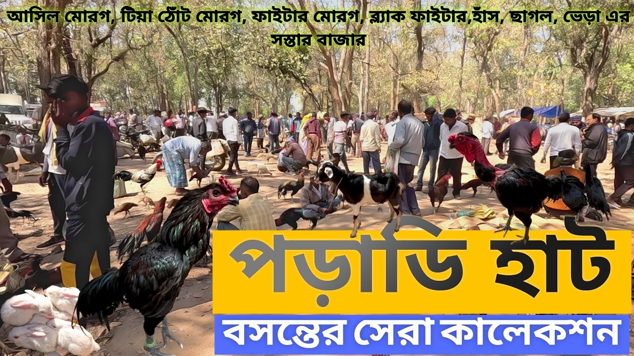 দক্ষিণ বাঁকুড়ার সবচেয়ে বড় মোরগের হাট | পড়াডি হাট | Poradhi haat |বিশ্লেষণ with @achenaporshi