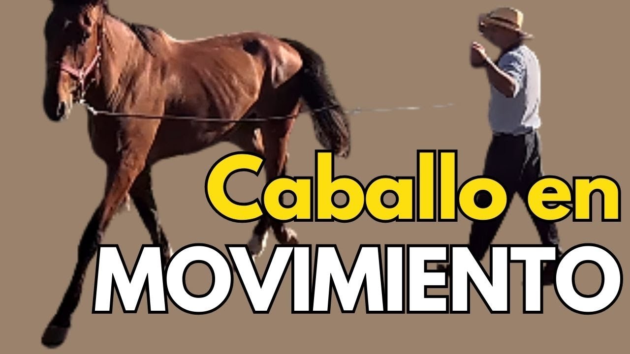 Cómo acercarse a un caballo arisco sin forzarlo Comunicación con la rienda y el cuerpo