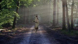 Dancing wolf meme 10 Hours