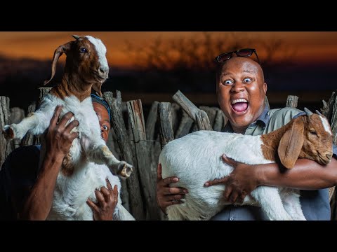 4 proven ways to make money in Goat farming