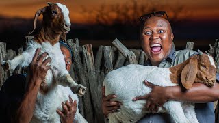 4 proven ways to make money in Goat farming