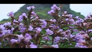 Plan your visit for Neelakurinji Bloom