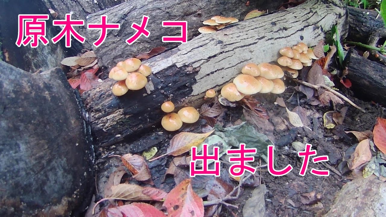 【きのこ】原木栽培のナメコの収穫。