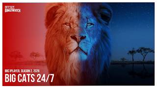 Big Cats 24/7 (BBC iPlayer, Season 2, 2026)