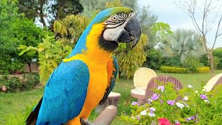 Blue and Gold Macaw Sounds | Macaw Natural Voice and Calls