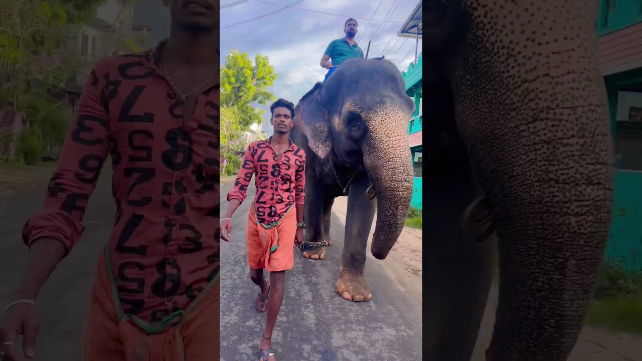 ammu elephant what's app status 