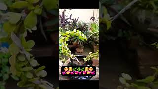 lucky zed plant 🤗🍃😍kaisa laga sb log batana🥰🌿 #villagegarden #greenlove #luckyzedplant#nature #short