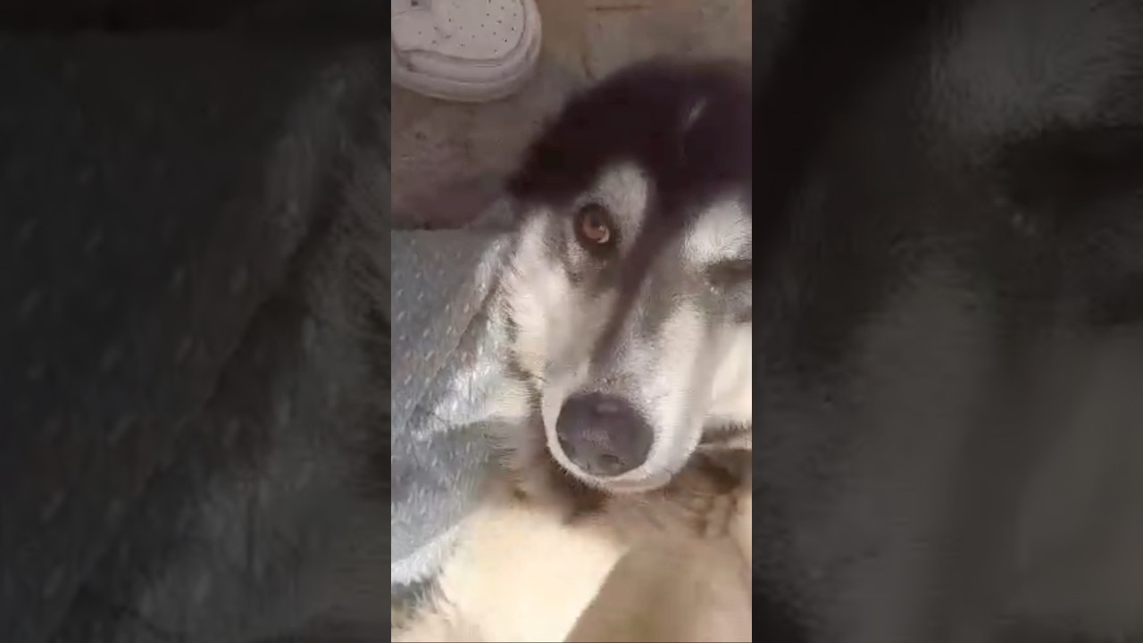 Beautiful Camilla Is Still Looking For A 4Ever Family | Furry Rescue Italy 