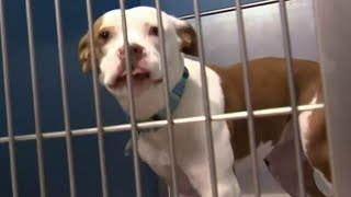 Oakland County Animal Shelter faces capacity crisis