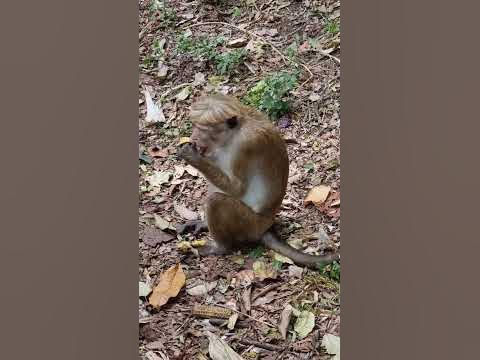 Обезъяна с бананом. Шри-Ланка. - YouTube