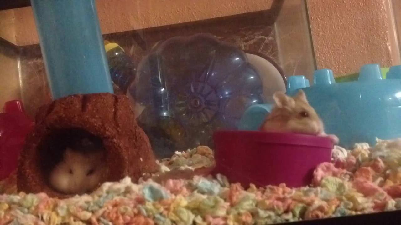 Hamster time lapse
