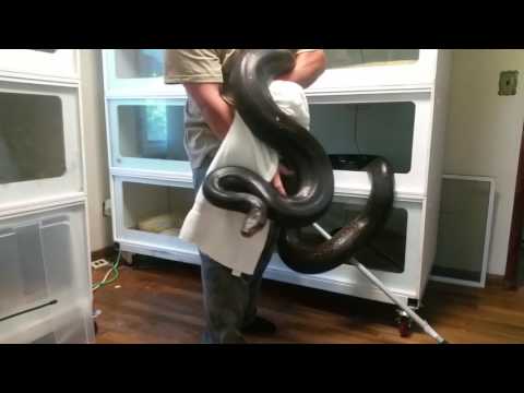 Moses my 14+ foot Male Reticulated Python