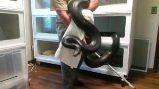 Celebrity Moses my 14+ foot Male Reticulated Python Net Worth