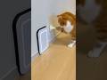 #funny #cat #cute FurRealChaosg 😸🛗