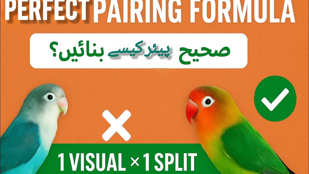 لوبرڈز میں صحیح پیر بنانے کا مکمل فارمولا | Perfect Pairing Guide for Pro Breeders
